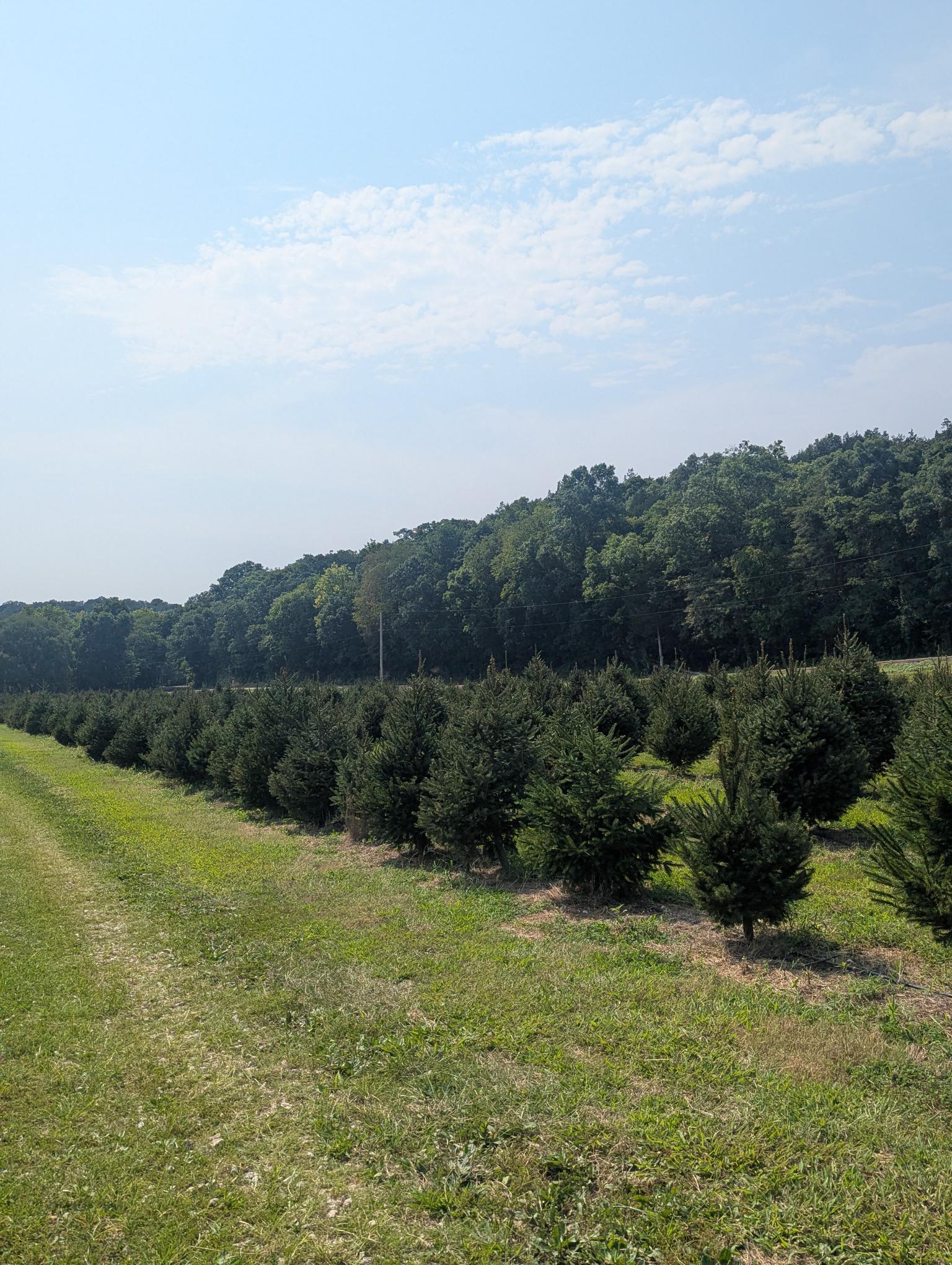 Meert Tree Farm Christmas Trees in Summer